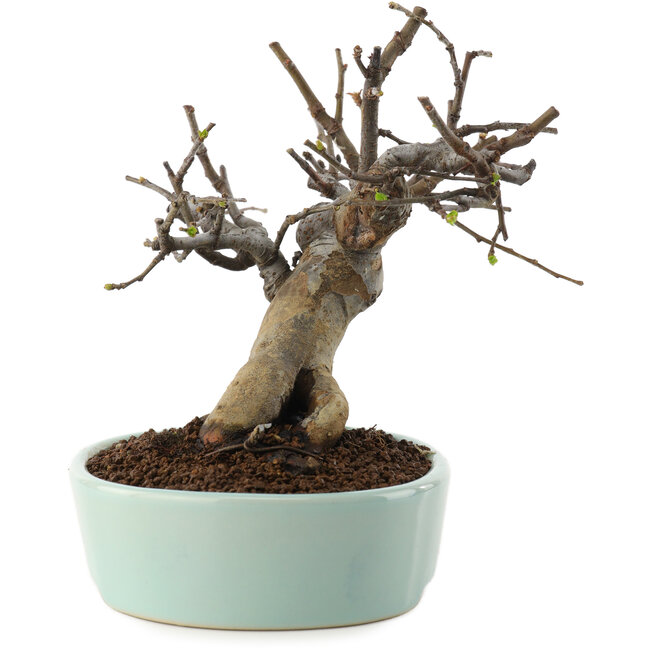 Pseudocydonia sinensis, 15 cm, ± 15 Jahre alt