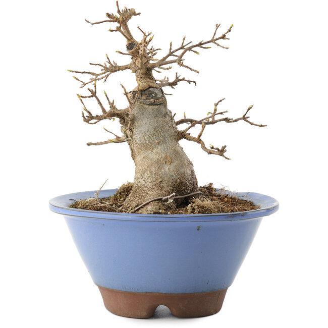 Acer buergerianum, 14 cm, ± 10 Jahre alt