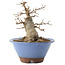 Acer buergerianum, 14 cm, ± 10 anni