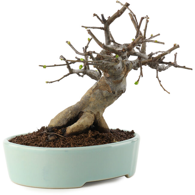 Pseudocydonia sinensis, 15 cm, ± 15 Jahre alt