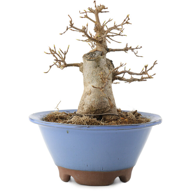 Acer buergerianum, 14 cm, ± 10 jaar oud