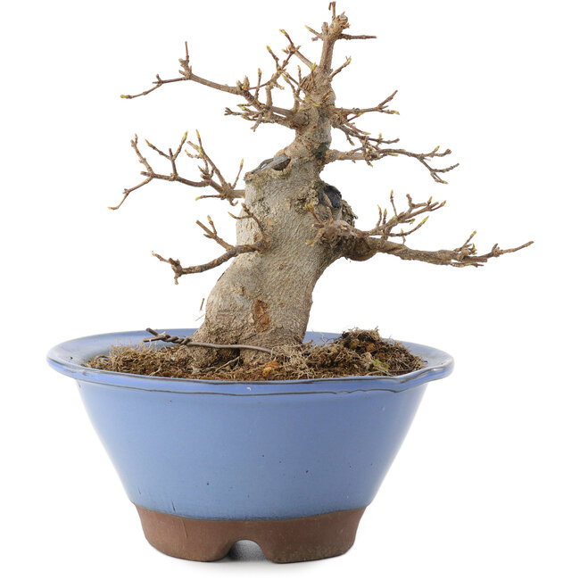 Acer buergerianum, 14 cm, ± 10 years old