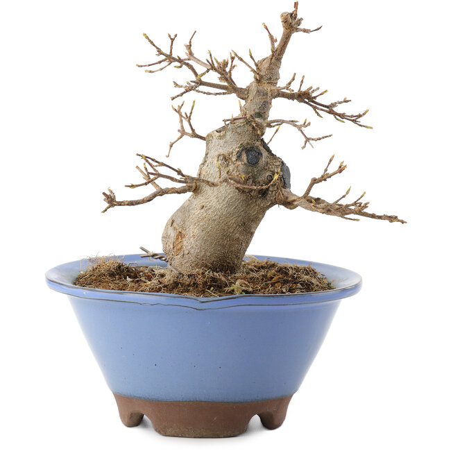 Acer buergerianum, 14 cm, ± 10 jaar oud