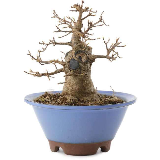 Acer buergerianum, 14 cm, ± 10 ans