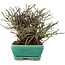 Chaenomeles speciosa Chojubai, 17 cm, ± 45 anni, con fiori rossi