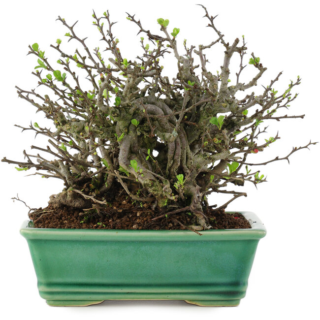 Chaenomeles speciosa Chojubai, 16 cm, ± 45 anni, con fiori rossi