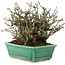 Chaenomeles speciosa Chojubai, 16 cm, ± 45 anni, con fiori rossi