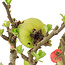 Chaenomeles speciosa Chojubai, 19 cm, ± 45 anni, con fiori rossi