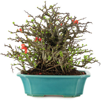 Chaenomeles speciosa Chojubai, 21 cm, ± 45 años