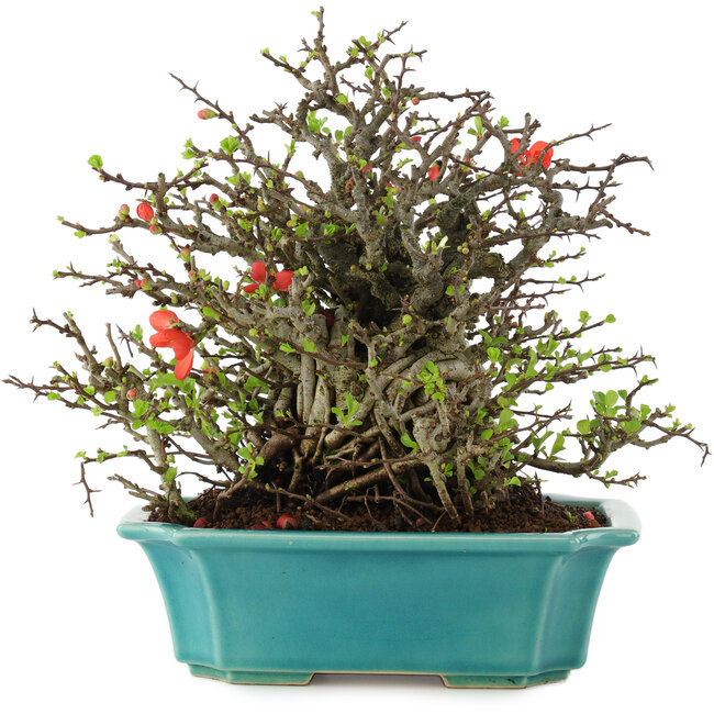 Chaenomeles speciosa Chojubai, 21 cm, ± 45 años, con flores rojas