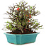 Chaenomeles speciosa Chojubai, 21 cm, ± 45 anni, con fiori rossi