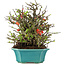 Chaenomeles speciosa Chojubai, 21 cm, ± 45 anni, con fiori rossi