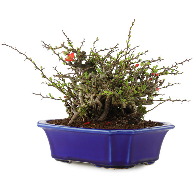 Chaenomeles speciosa Chojubai, 16 cm, ± 45 anni, con fiori rossi