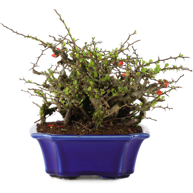Chaenomeles speciosa Chojubai, 16 cm, ± 45 ans, à fleurs rouges