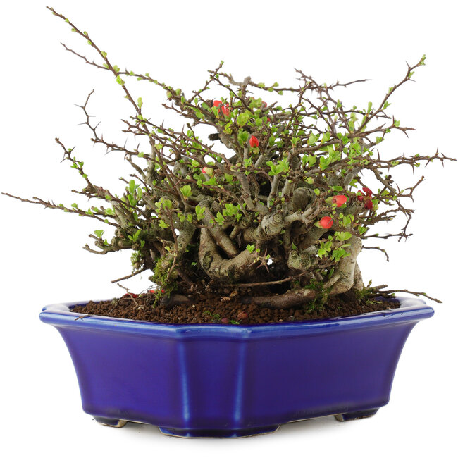 Chaenomeles speciosa Chojubai, 16 cm, ± 45 anni, con fiori rossi