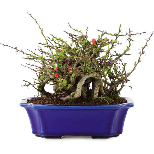 Chaenomeles speciosa Chojubai, 16 cm, ± 45 Jahre alt, mit roten Blüten