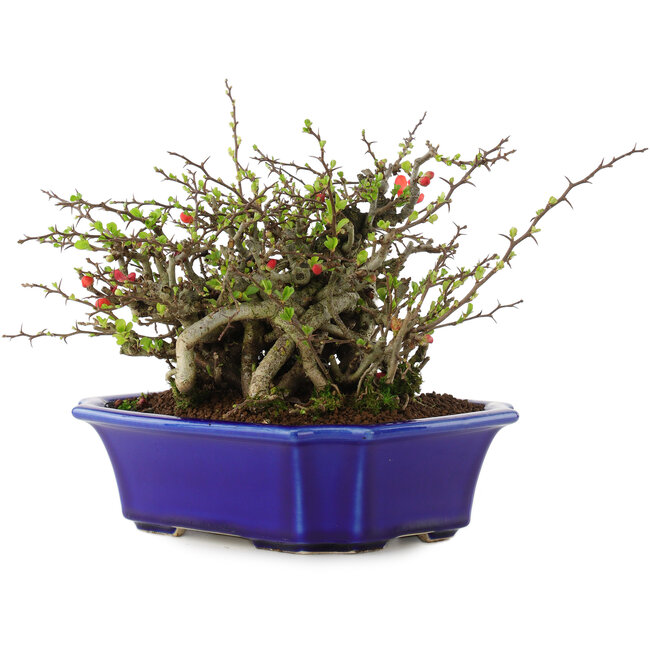 Chaenomeles speciosa Chojubai, 16 cm, ± 45 Jahre alt, mit roten Blüten