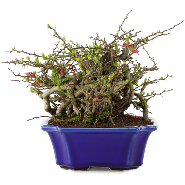 Chaenomeles speciosa Chojubai, 16 cm, ± 45 jaar oud, met rode bloemen