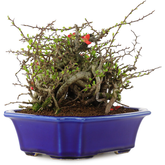 Chaenomeles speciosa Chojubai, 16 cm, ± 45 ans, à fleurs rouges
