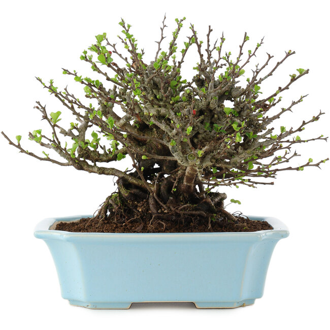 Chaenomeles speciosa Chojubai, 17 cm, ± 45 anni, con fiori rossi