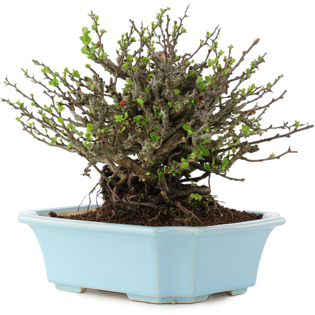 Chaenomeles speciosa Chojubai, 17 cm, ± 45 ans, à fleurs rouges