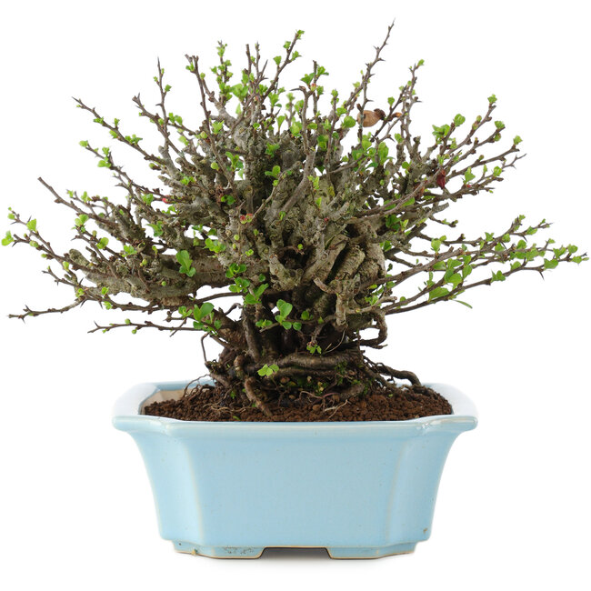 Chaenomeles speciosa Chojubai, 17 cm, ± 45 anni, con fiori rossi