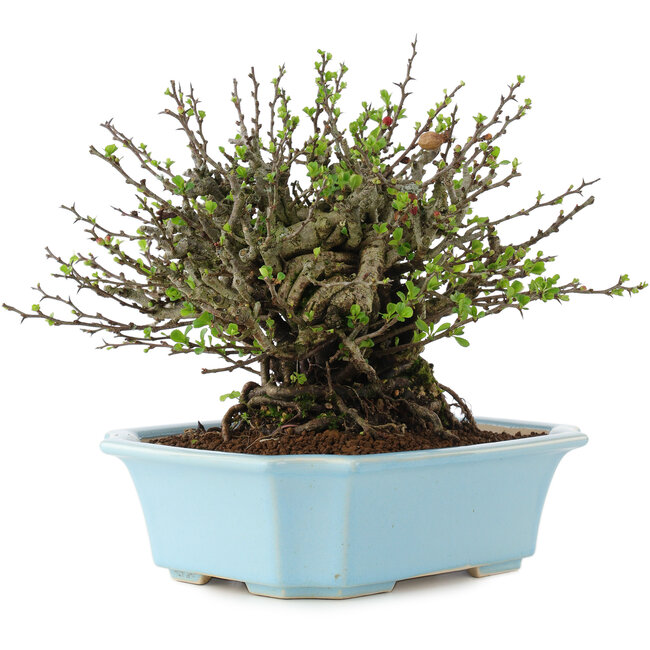 Chaenomeles speciosa Chojubai, 17 cm, ± 45 ans, à fleurs rouges