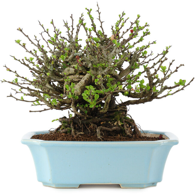 Chaenomeles speciosa Chojubai, 17 cm, ± 45 anni, con fiori rossi