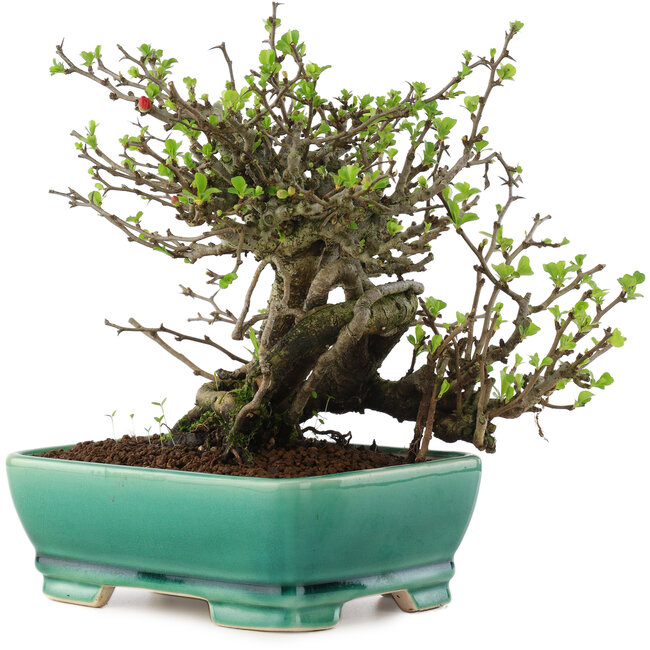 Chaenomeles speciosa Chojubai, 17 cm, ± 45 anni, con fiori rossi