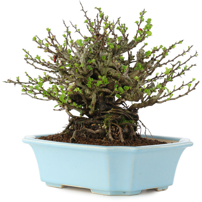 Chaenomeles speciosa Chojubai, 17 cm, ± 45 jaar oud, met rode bloemen