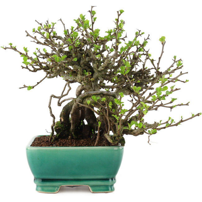 Chaenomeles speciosa Chojubai, 17 cm, ± 45 años, con flores rojas