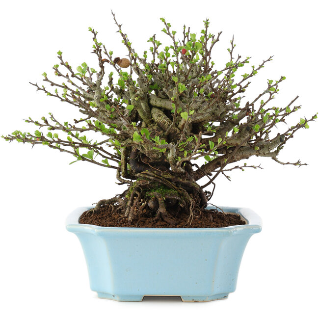 Chaenomeles speciosa Chojubai, 17 cm, ± 45 anni, con fiori rossi