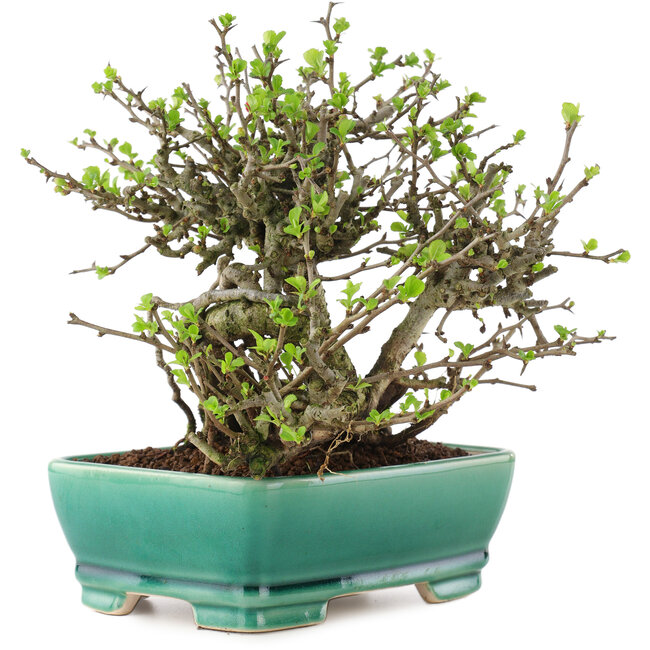 Chaenomeles speciosa Chojubai, 17 cm, ± 45 ans, à fleurs rouges