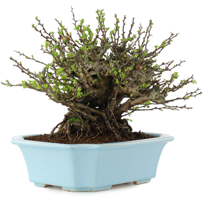 Chaenomeles speciosa Chojubai, 17 cm, ± 45 ans, à fleurs rouges