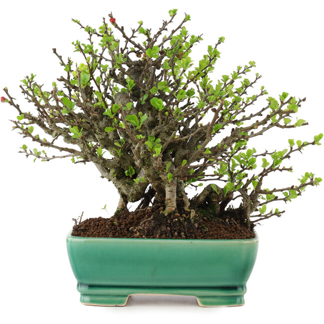 Chaenomeles speciosa Chojubai, 20 cm, ± 45 anni, con fiori rossi