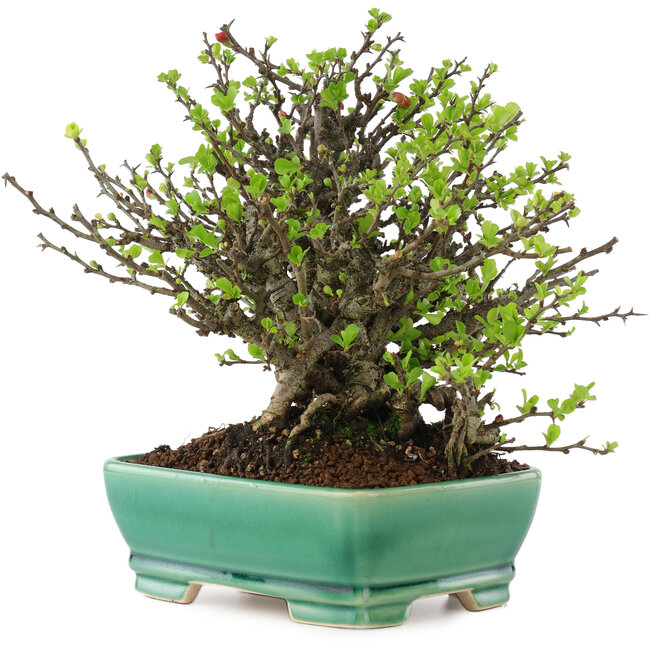 Chaenomeles speciosa Chojubai, 20 cm, ± 45 jaar oud, met rode bloemen