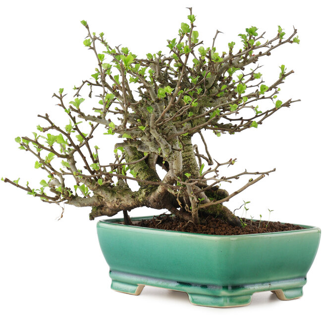 Chaenomeles speciosa Chojubai, 17 cm, ± 45 anni, con fiori rossi