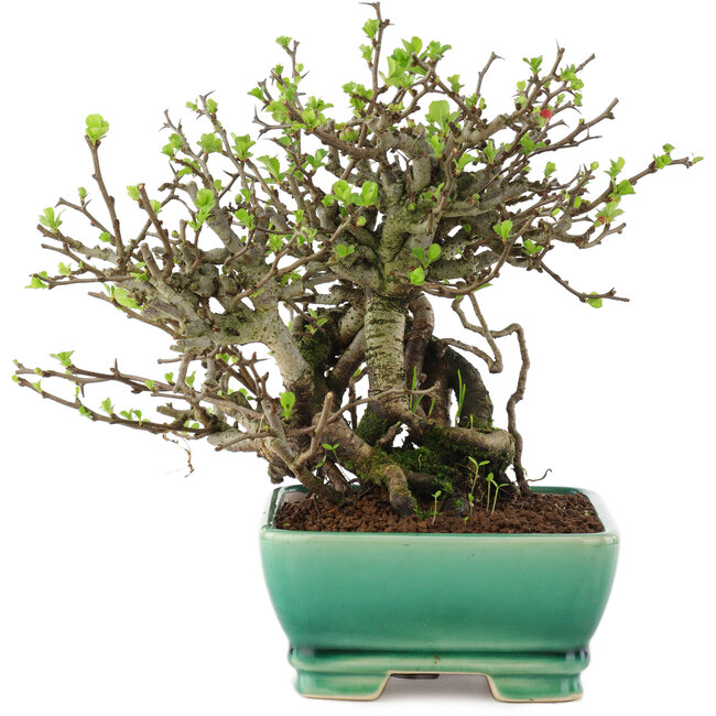 Chaenomeles speciosa Chojubai, 17 cm, ± 45 años, con flores rojas