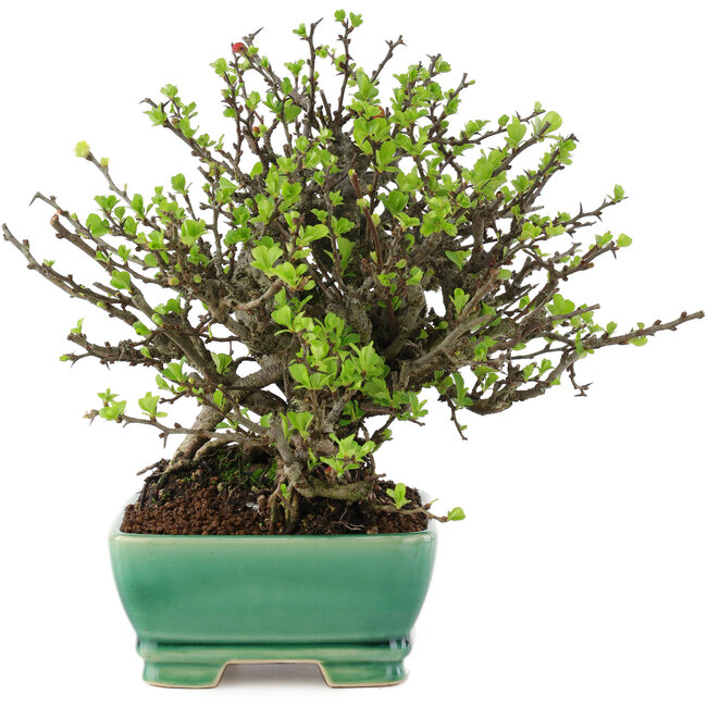 Chaenomeles speciosa Chojubai, 20 cm, ± 45 años, con flores rojas