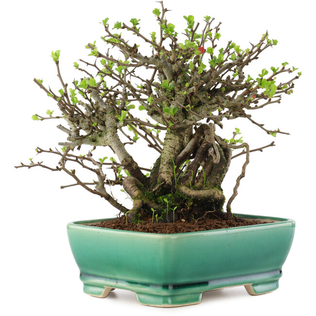 Chaenomeles speciosa Chojubai, 17 cm, ± 45 anni, con fiori rossi