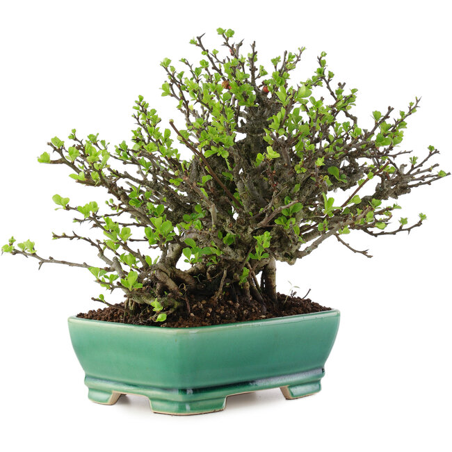 Chaenomeles speciosa Chojubai, 20 cm, ± 45 jaar oud, met rode bloemen