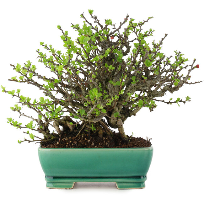 Chaenomeles speciosa Chojubai, 20 cm, ± 45 jaar oud, met rode bloemen