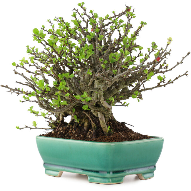 Chaenomeles speciosa Chojubai, 20 cm, ± 45 años, con flores rojas