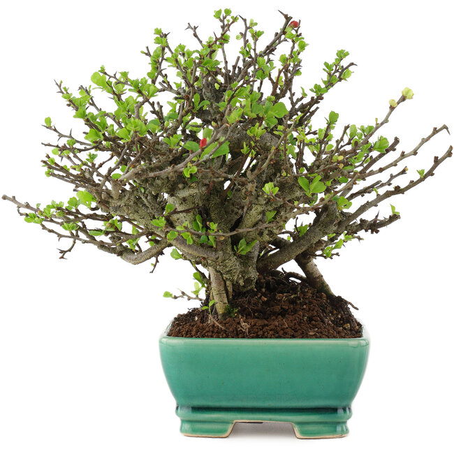 Chaenomeles speciosa Chojubai, 20 cm, ± 45 años, con flores rojas