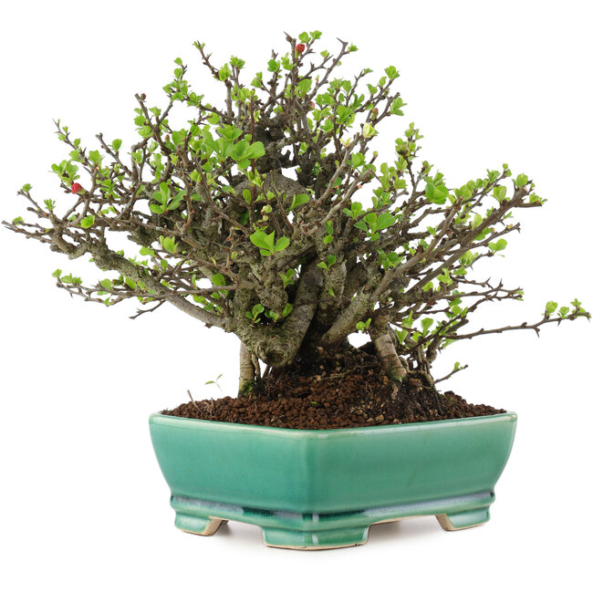 Chaenomeles speciosa Chojubai, 20 cm, ± 45 anni, con fiori rossi