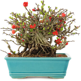 Chaenomeles speciosa Chojubai, 15 cm, ± 45 ans