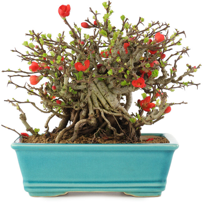 Chaenomeles speciosa Chojubai, 15 cm, ± 45 Jahre alt, mit roten Blüten