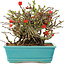 Chaenomeles speciosa Chojubai, 15 cm, ± 45 años, con flores rojas