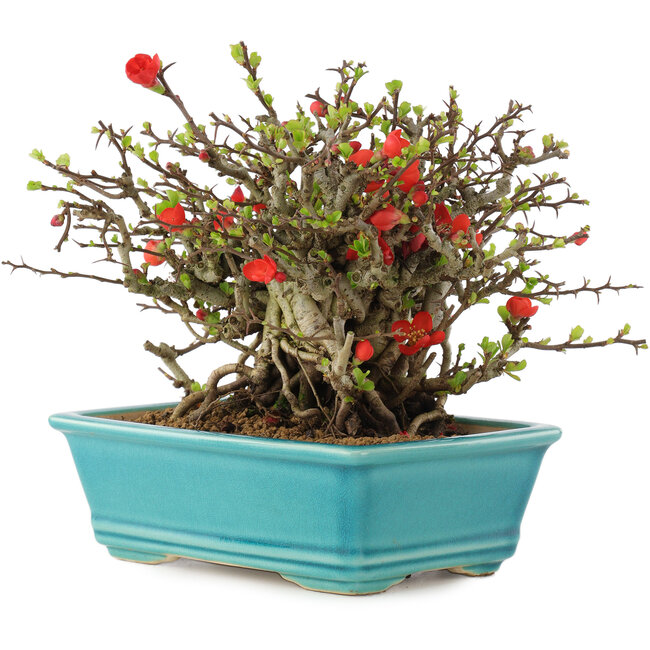 Chaenomeles speciosa Chojubai, 15 cm, ± 45 ans, à fleurs rouges