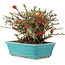 Chaenomeles speciosa Chojubai, 15 cm, ± 45 anni, con fiori rossi